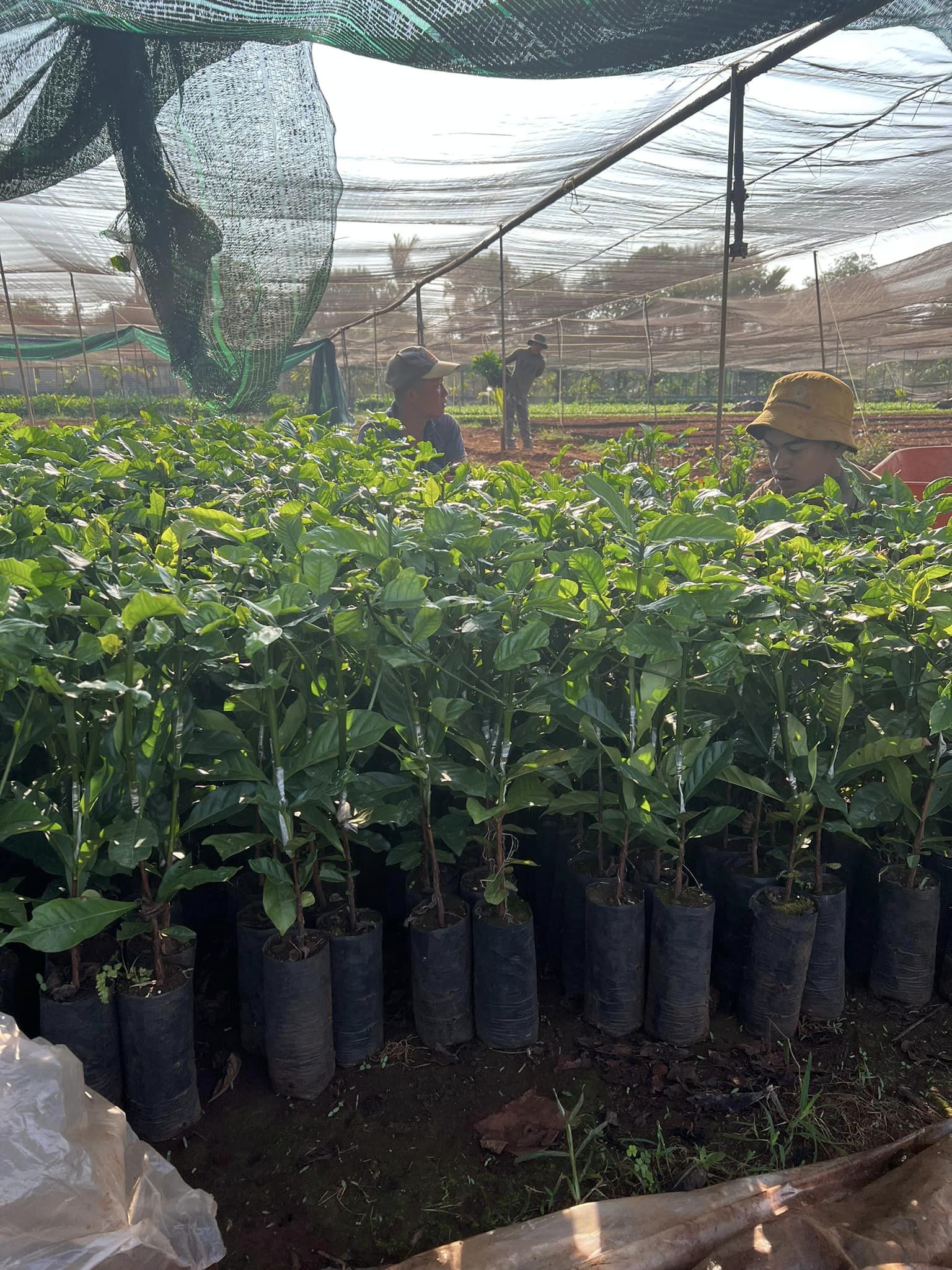 Vườn ươm Kim Hoàng – Địa chỉ cung cấp giống cà phê Daklak chất lượng