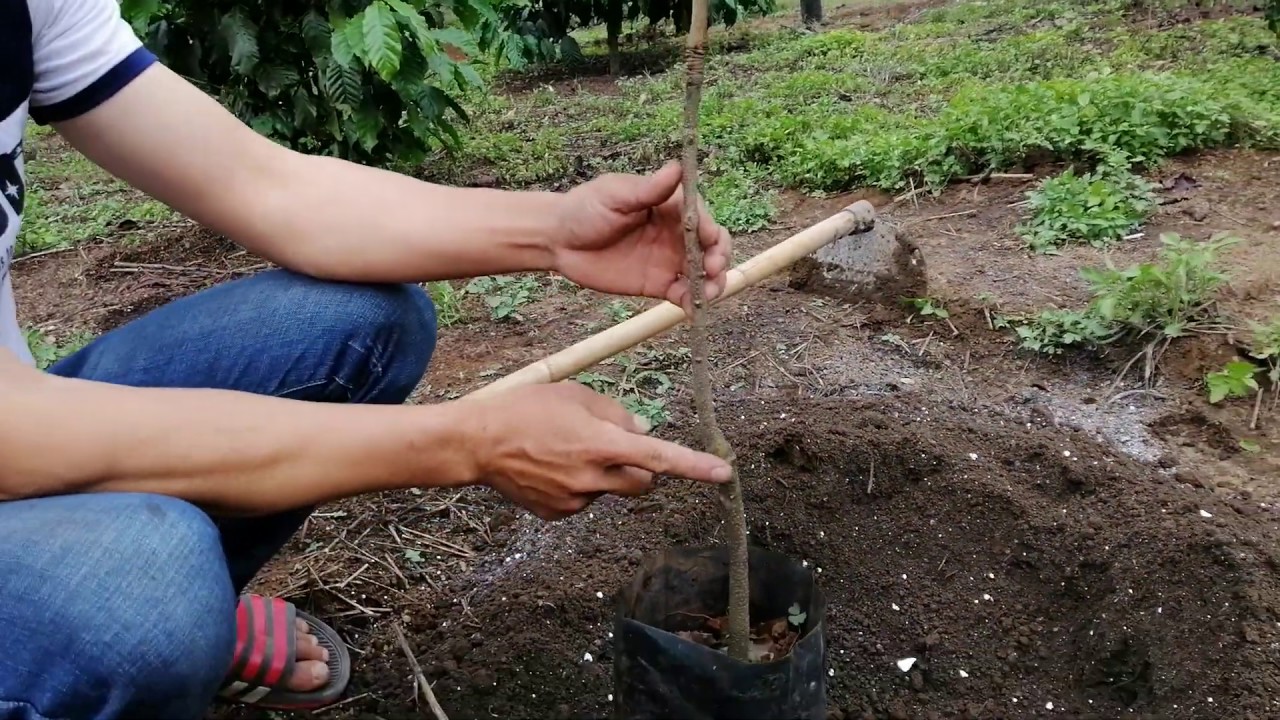 Đào hố, bón lót trước khi trồng 