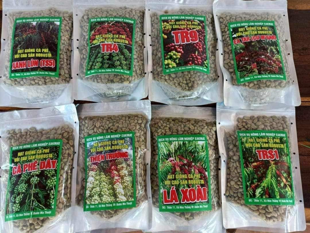 Vườn ươm Kim Hoàng cung cấp hạt giống cà phê Daklak chất lượng
