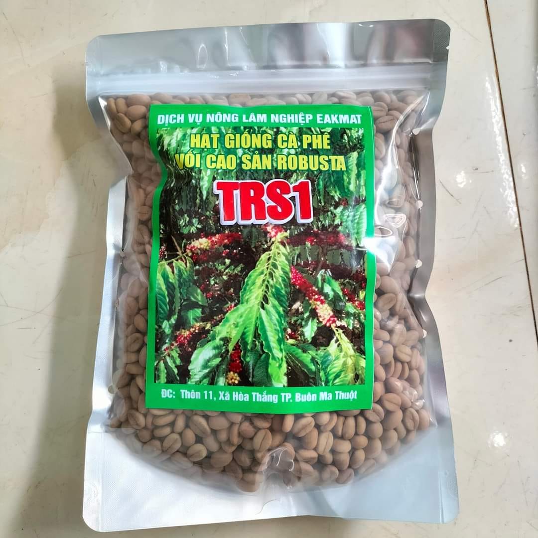 Cung cấp hạt giống cà phê Daklak TRS1