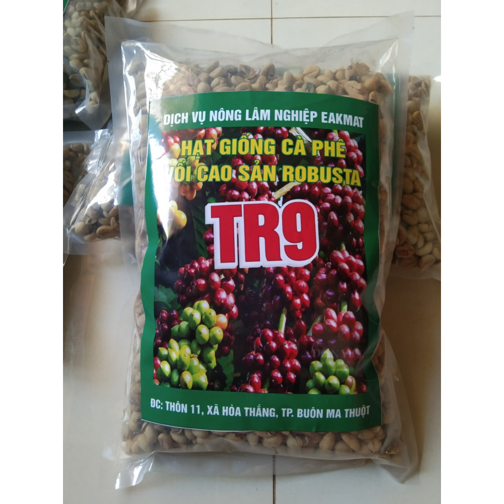 Cung cấp hạt giống cà phê Daklak TR9