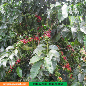 Giống cà phê xứ lạnh ( THA1)