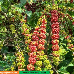 Giống cà phê Xanh Lùn