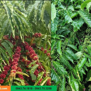 Giống cà phê lá xoài Hữu Thiên HT1