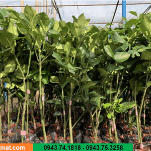 Cây Bưởi Da Xanh chiết