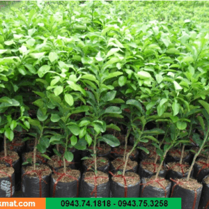 Cây Bưởi Da Xanh Ghép