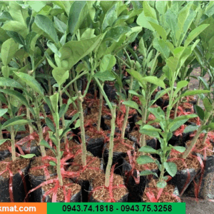 Cây bưởi ruby ghép