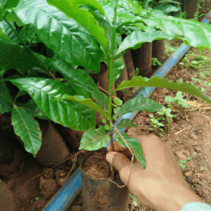 Cung cấp giống cà phê thực sinh Thiện Trường chuẩn giống